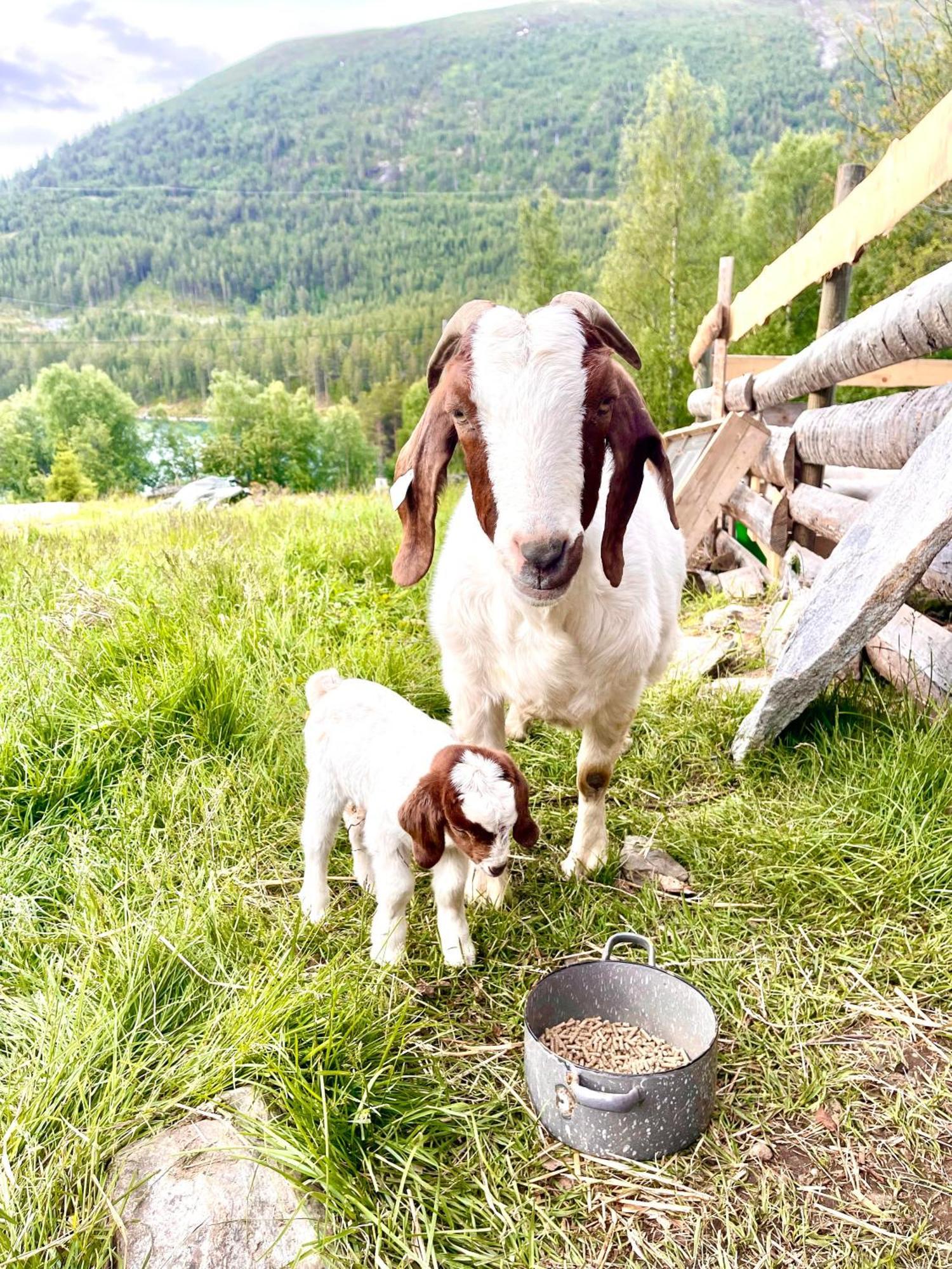 Reinheimen Lodge Skjåk Eksteriør billede